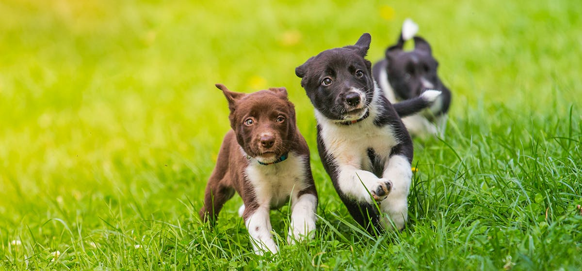 دراسة: إناث الكلاب تستطيع تمييز أنين صغارها دون غيرهم