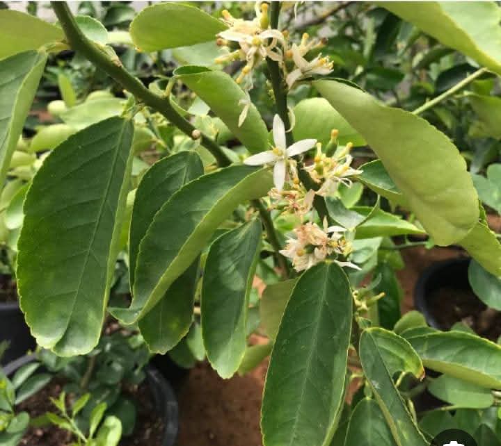 زراعة الأغوار الشمالية توجه إرشادات لمزارعي الليمون لتثبيت الأزهار