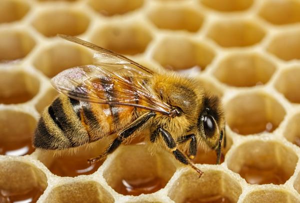 النحل -     عدد حيازات النحل 1046 في التعداد الزراعي لعام 2017 Image