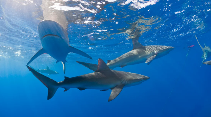 اكتشاف صادم ..  أجسام أسماك القرش مليئة بالمخدرات ومسكنات الألم 