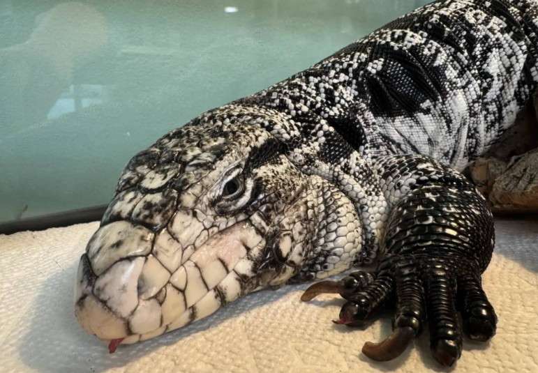 دُفنت تحت الثلوج ولم تنتهِ قصتها ..  سحلية تتحدَّى التجمُّد وتنجو