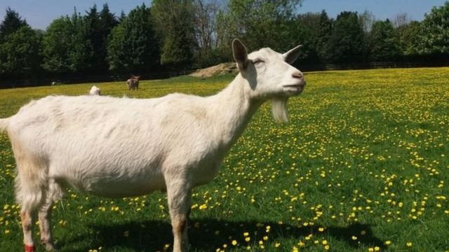 عطاء شراء اغنام لصندوق الزكاة 