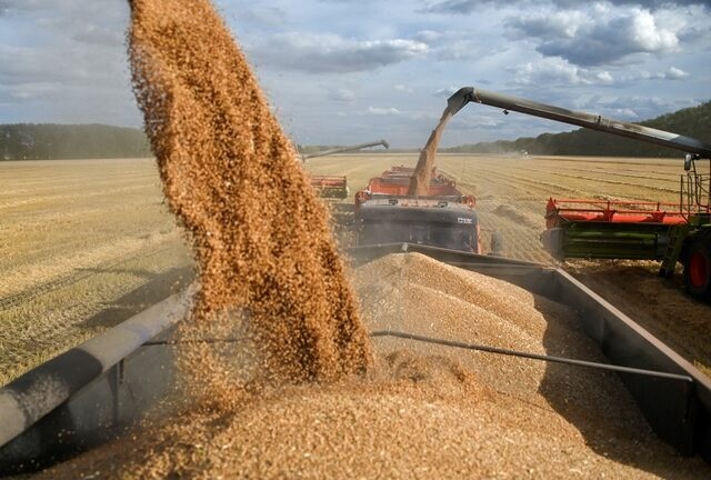 صادرات القمح الروسية تتراجع 37.5%