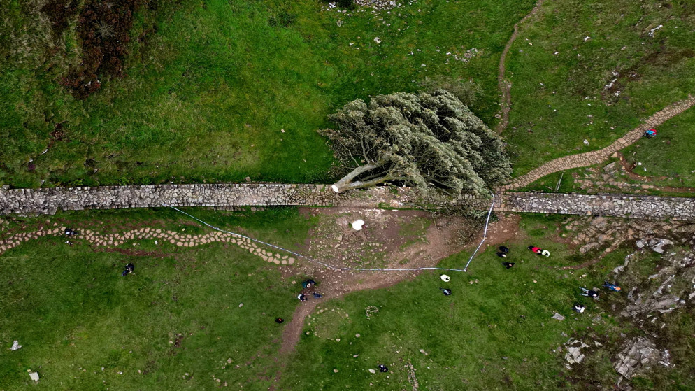 حزن في بريطانيا بسبب قطع متعمد لشجرة عمرها 200 عام 