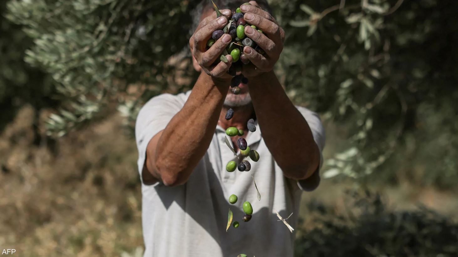 الذهب الأخضر في دائرة الخطر ..  ماذا يحدث لزيتون الضفة؟