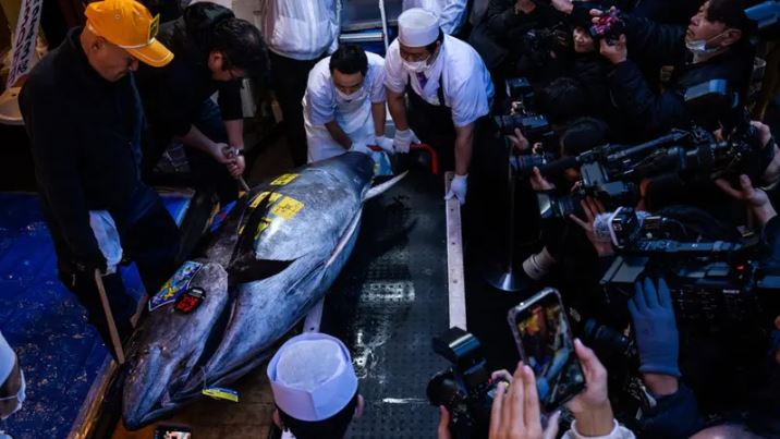 سمكة تونة تباع بـ3.2 مليون دولار في طوكيو