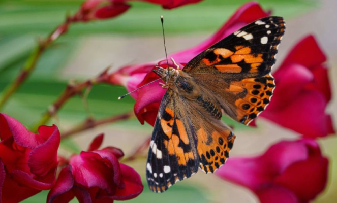 4200 كيلومتر دون هبوط ..  أطول هجرة لفراشة في التاريخ 