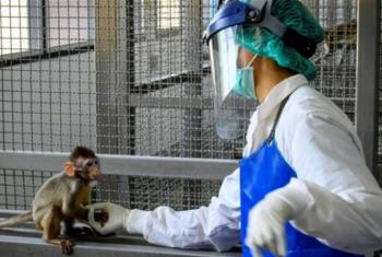 دراسة: ربع مرضى جدري القرود مصابون بفيروس نقص المناعة