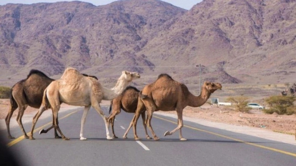 إمهال أصحاب الإبل السائبة في العقبة 48 ساعة 