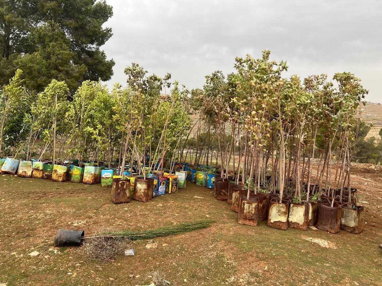 تواصل حملة التشجير الوطنية في جرش