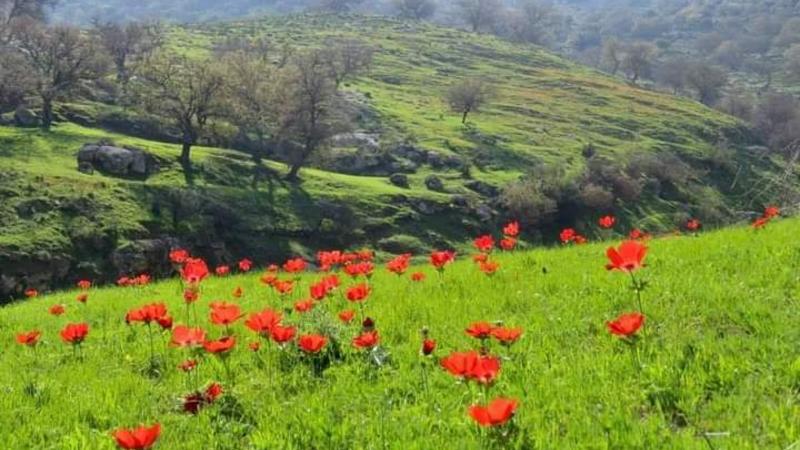 عجلون: مزارعون يستبشرون بموسم زراعي جيد وسط اتساع الغطاء الأخضر