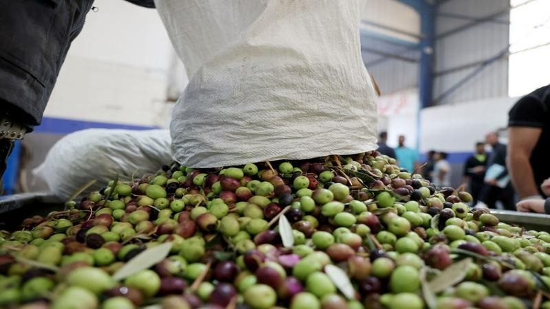 زراعة إربد تدعو للتريث في قطف ثمار الزيتون