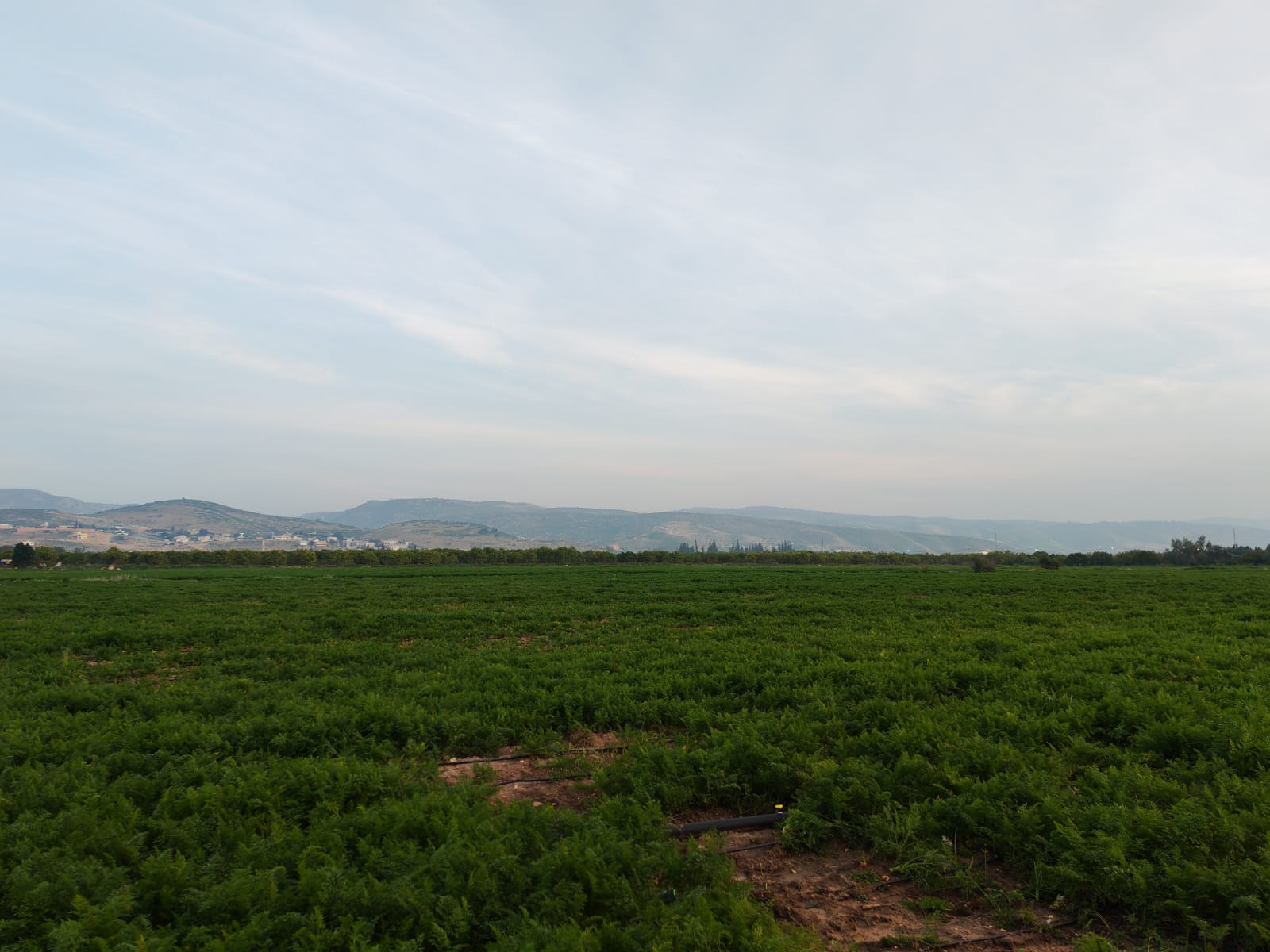 زراعة الاغوار الشمالية تدعو إلى الاستعداد للمنخفض 