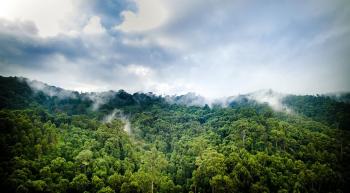 الغابات الغنية بتنوعها الحيوي تقاوم تغيّر المناخ