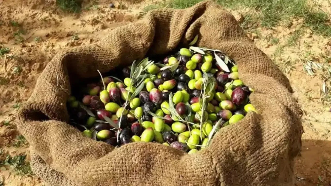 زراعة الكورة تدعو إلى عصر الزيتون خلال 24 ساعة من قطافه