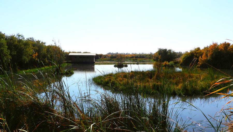 الأردن يحتفي باليوم العالمي للأراضي الرطبة