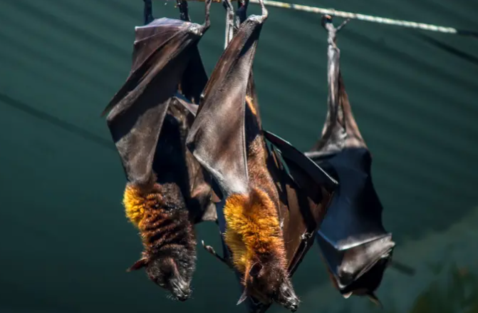 يشبه الإنفلونزا وتنقله الخفافيش ..  فيروس نيباه القاتل يعود مجددا