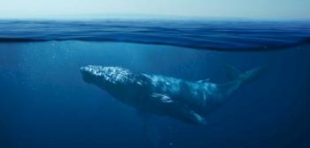 تفسير الحوت الأزرق في المنام