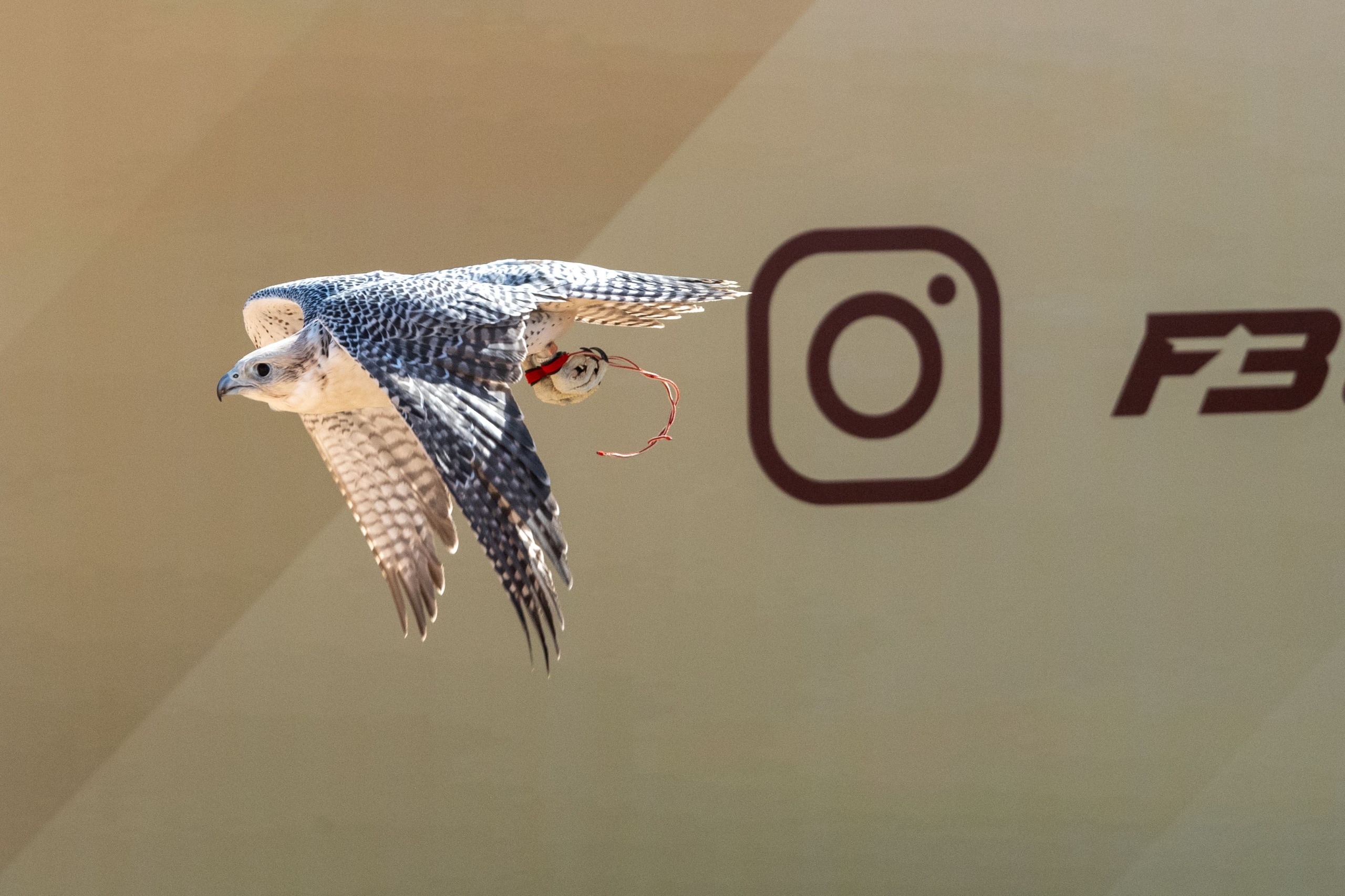 انطلاق أشواط العامة مفتوح لبطولة فزاع للصيد بالصقور