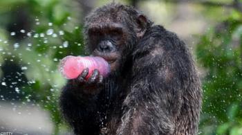 بـمهارة مذهلة ..  قردة شمبانزي تحفر الآبار في غابة إفريقية