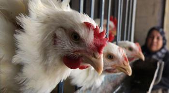 25.35 مليون طير دجاج سيستهلكها الأردنيون في رمضان المقبل