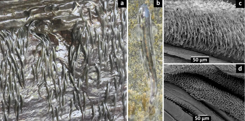 سمكة أفريقية صغيرة تتسلَّق شلالاً بارتفاع 15 متراً