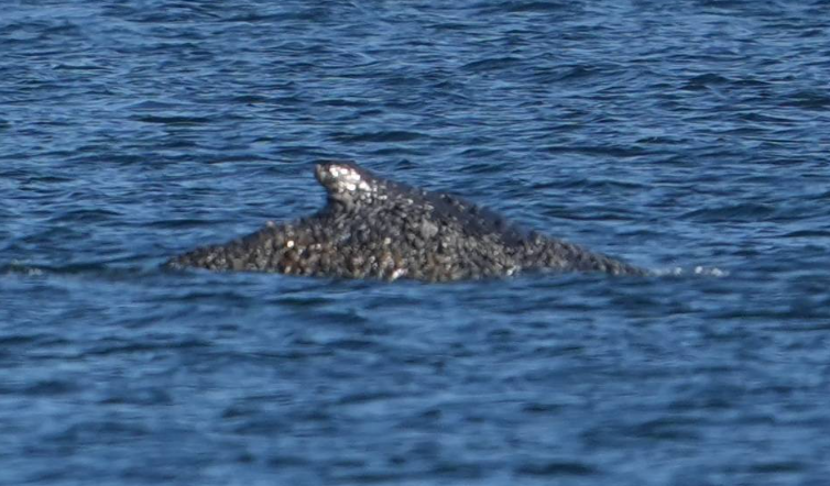 عملية إنقاذ غير مسبوقة ..  حوت أحدب يعود إلى المياه العميقة