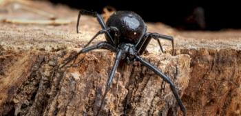 تفسير رؤية العنكبوت الأسود في المنام وقتله