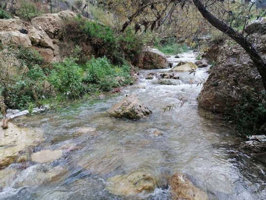 الهطولات المطرية تبشر بموسم إنتاجي واعد في عجلون 