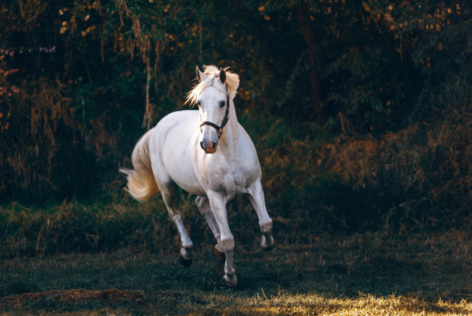 الخيول تشم خوف البشر وتتأثر به