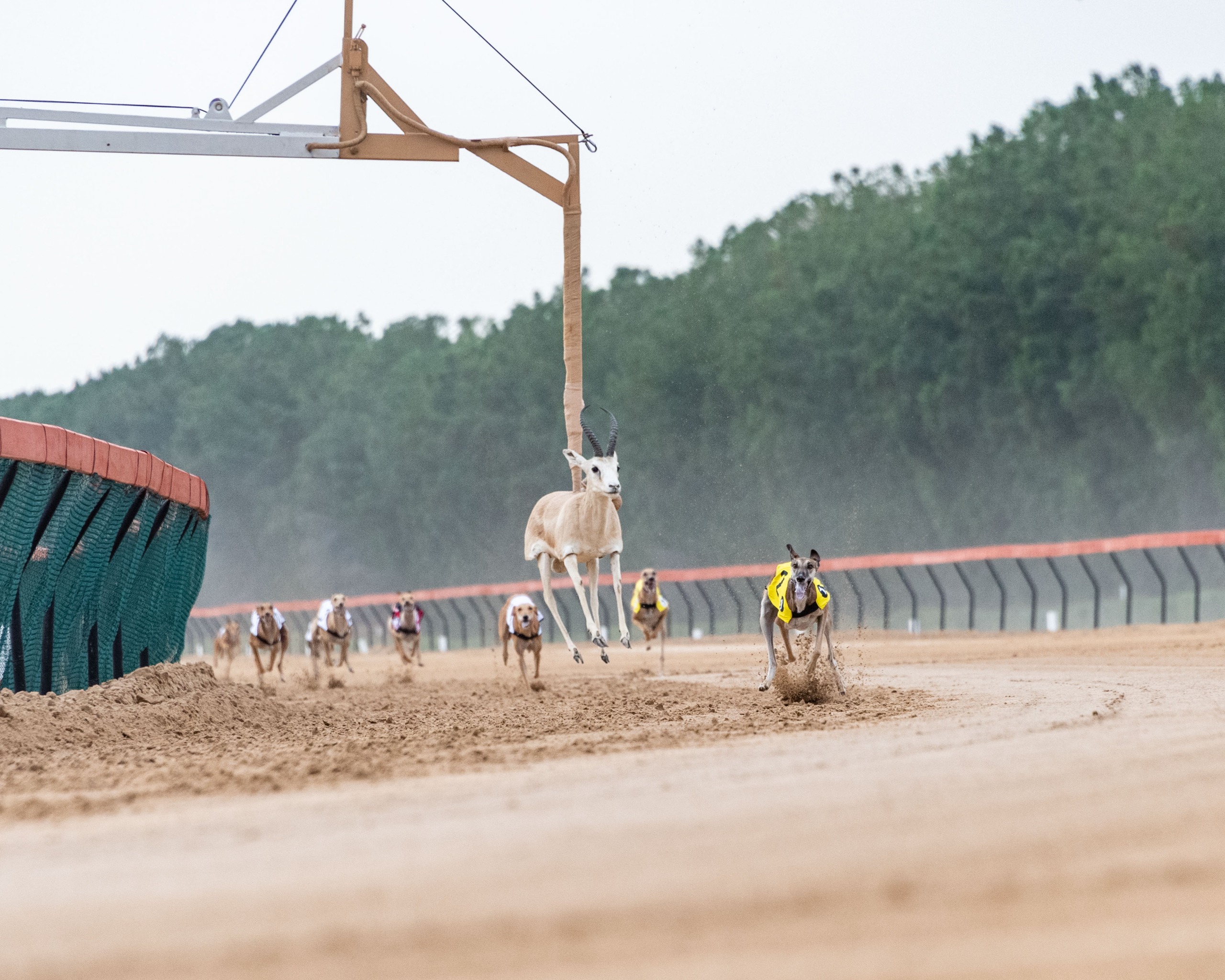 اختتام النسخة الـ 19 من بطولة السلق