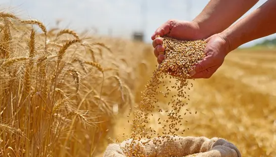 42 ألف دونم المساحات المزروعة بالقمح والشعير في الطفيلة