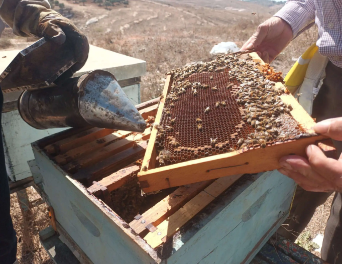 الزراعة تدعو إلى تفقد البركسات وتدفئة خلايا النحل خلال المنخفض 