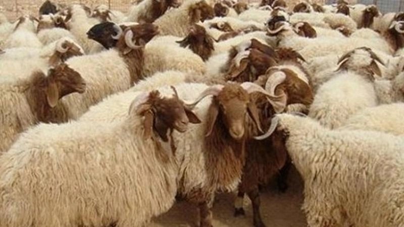 المفرق: تلقيح 36.5 ألف رأس غنم وماعز
