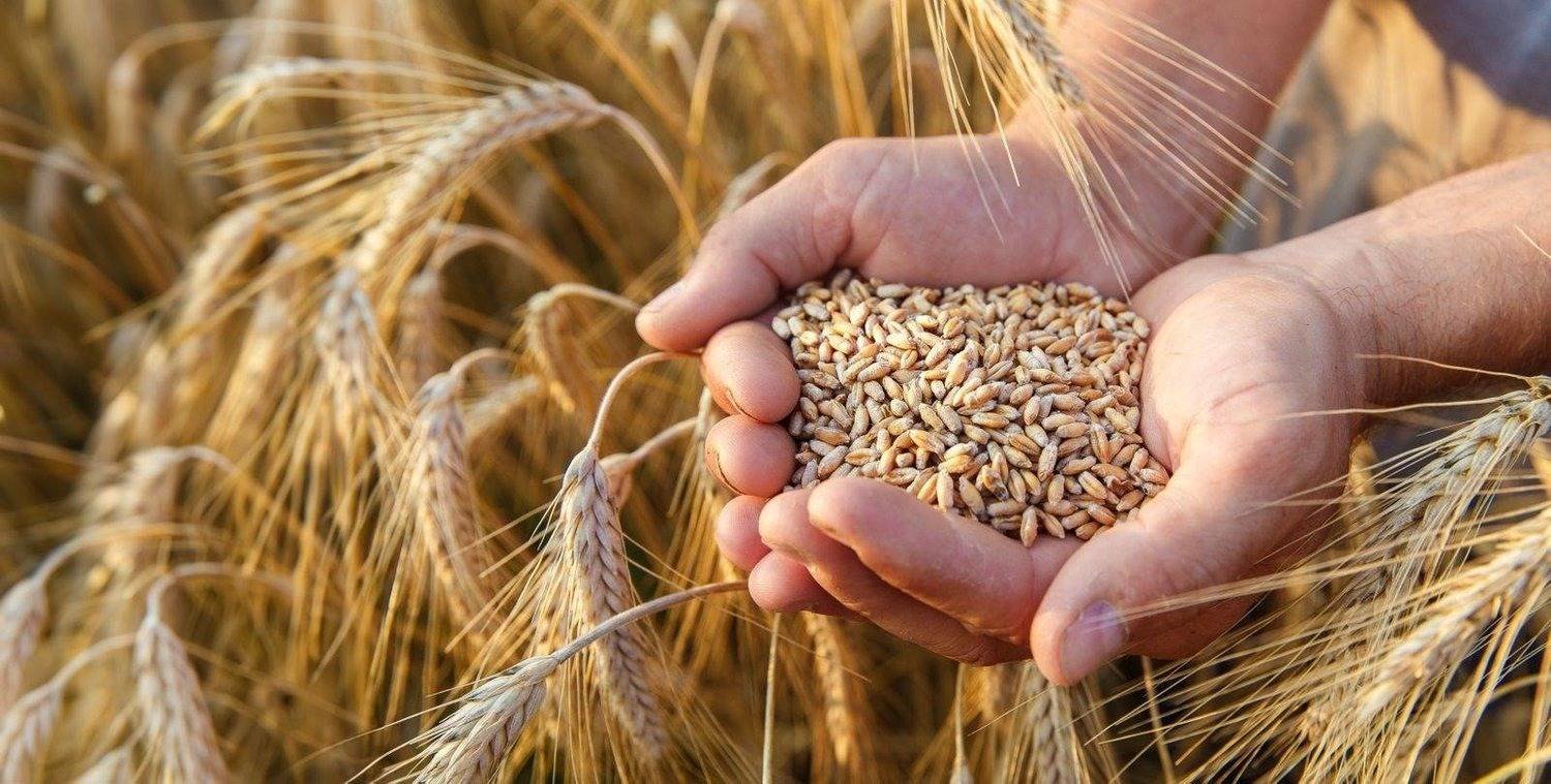توقع بإنتاج 100 ألف طن من القمح والشعير في الأردن 