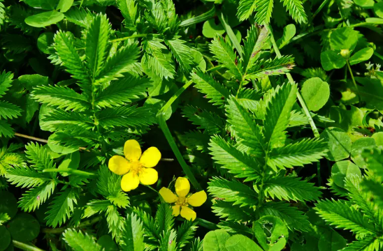 نبتة برية تفتح باب الأمل لمحاربة البكتيريا المقاومة للعلاج