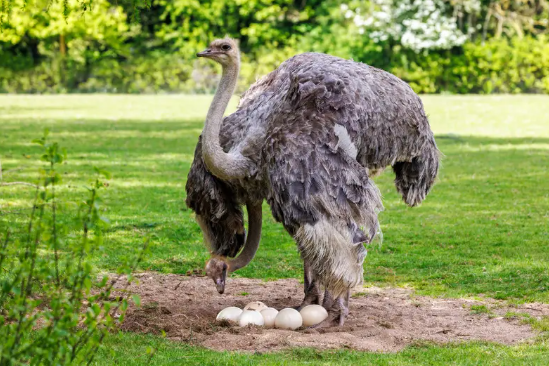 بيض النعام غذاء ضخم بقيمة غذائية عالية ..  مع بعض الحذر