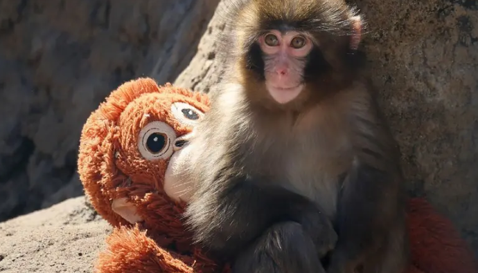 قصة القرد بانش ودميته المحشوة