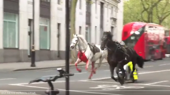 خيول الجيش البريطاني تركض وسط لندن وتحدث إصابات