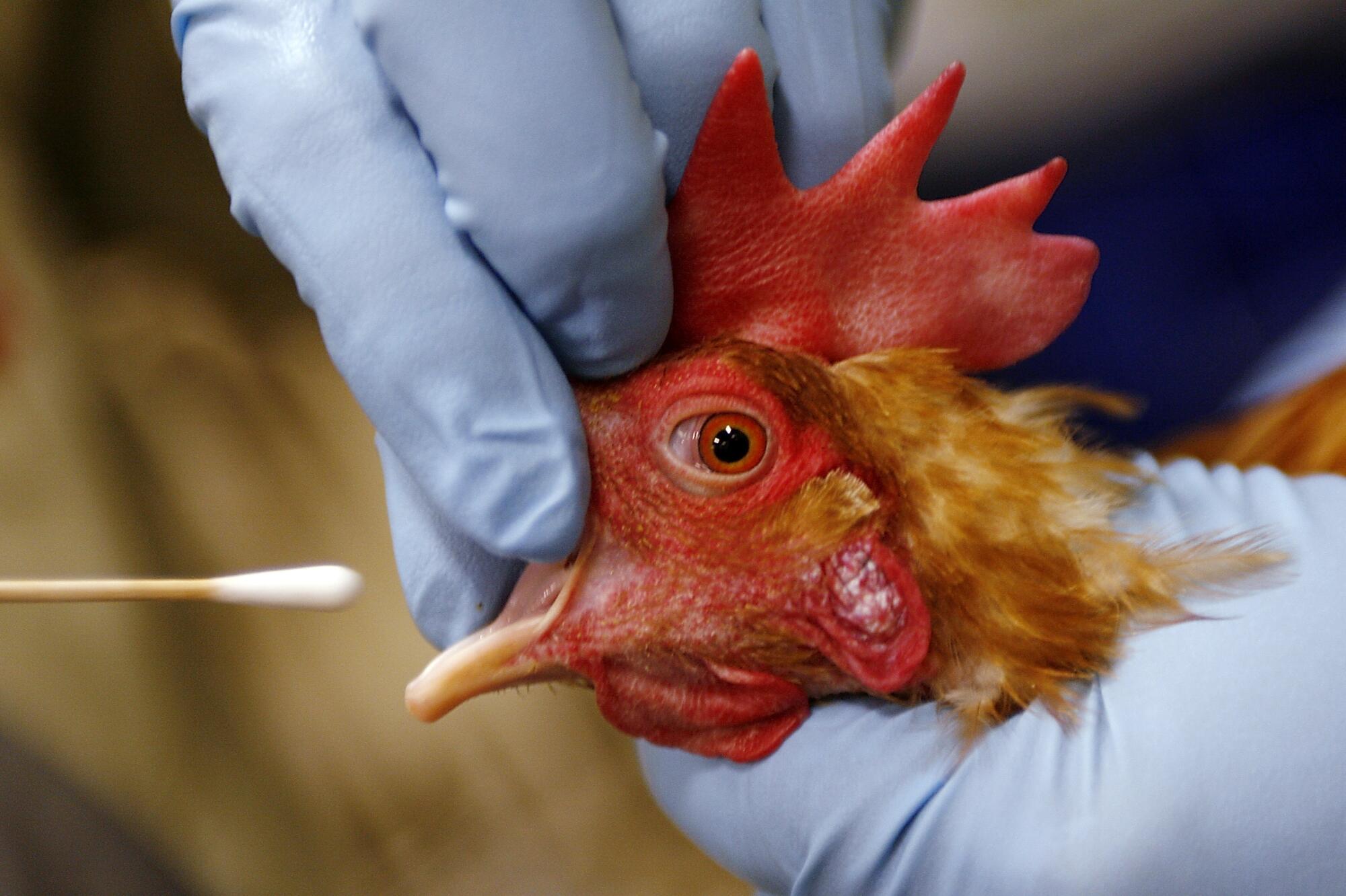 أستراليا ترصد إصابة جديدة بإنفلونزا الطيور