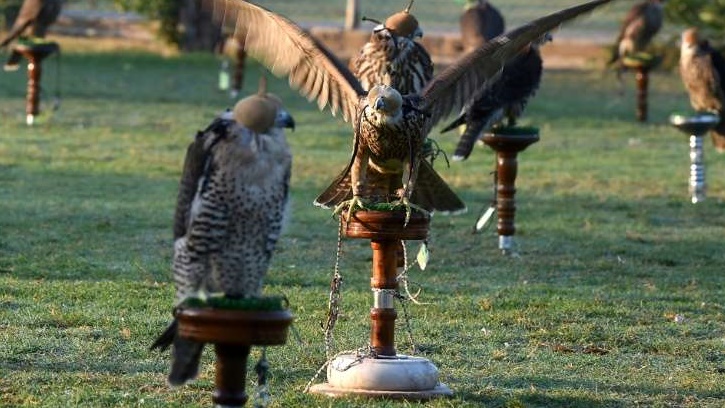 المغرب ..  تفكيك شبكة اتجار غير مشروع بالصقور