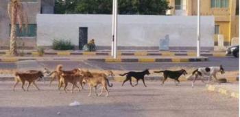 شكاوى من انتشار الكلاب الضالة في حي الجنينة بالزرقاء