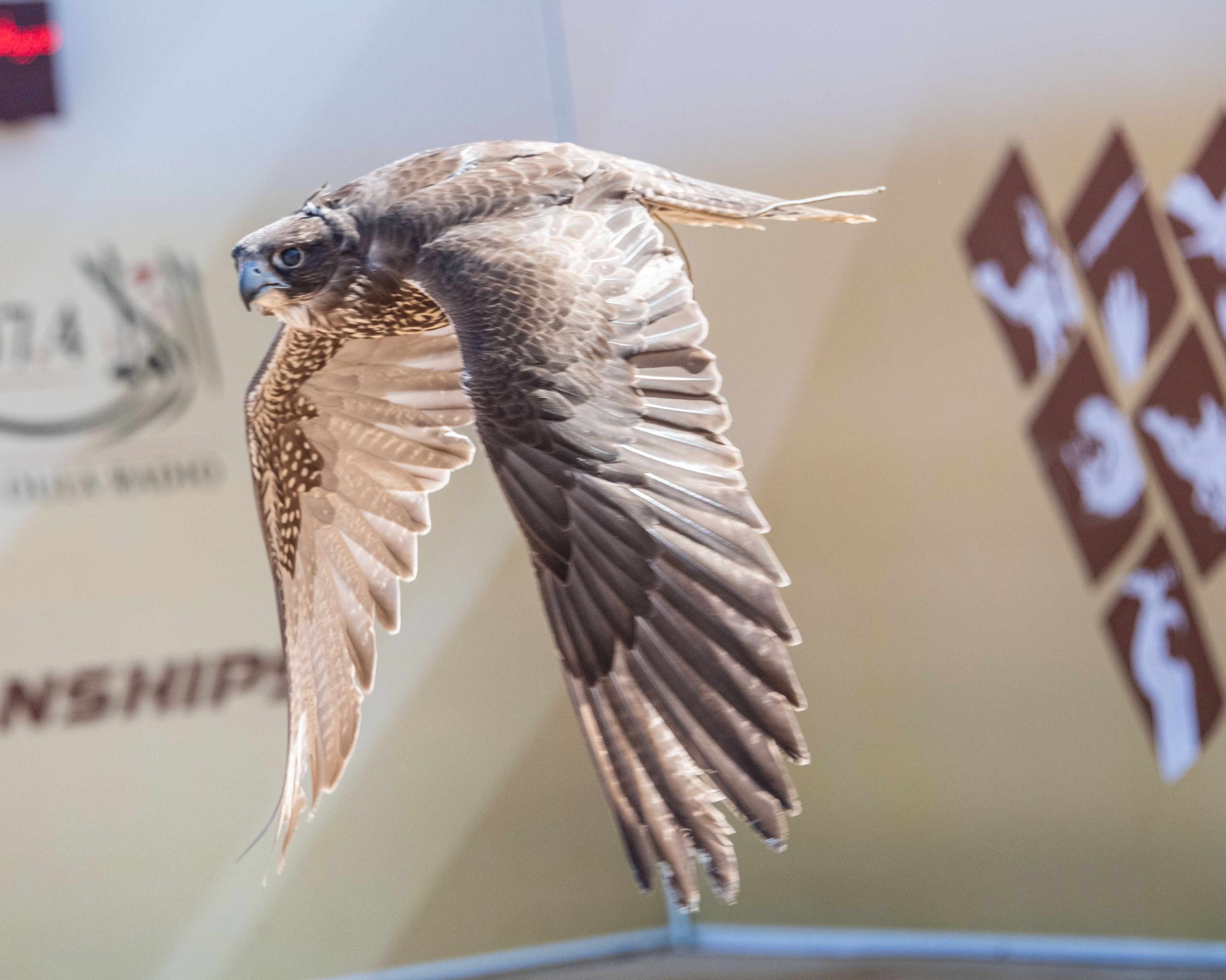 بطولة فزاع للصيد بالصقور تتوج أبطال العامة مُلاك