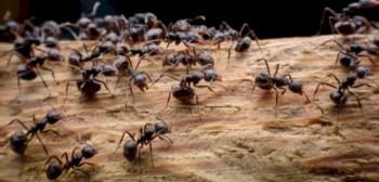 تفسير حلم النمل الأسود للعزباء