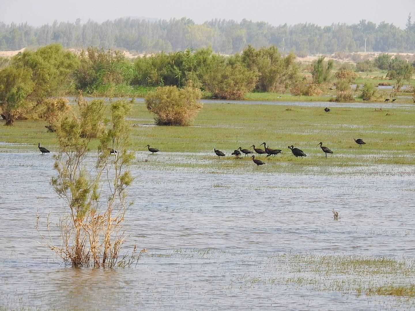 الأمطار تنعش قاع الأزرق وتدعم موائل الطيور المهاجرة