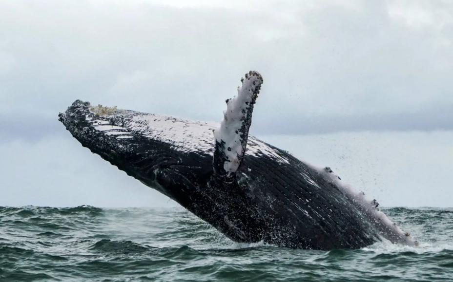 «أغنية» حوت عمرها 75 عاماً تكشف عن أسرار أصوات المحيطات