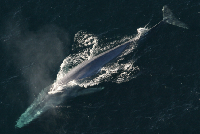 حياة حتى 200 عام لم تعد خيالاً ..  سر العمر الطويل يكشفه حوت عملاق