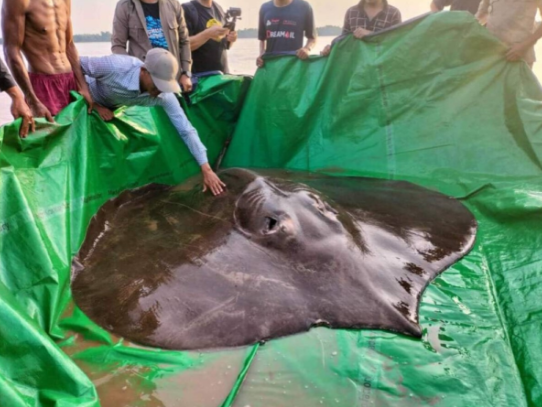 بحجم سيارة ..  عملاق النهر يخرج للضوء لأول مرة 