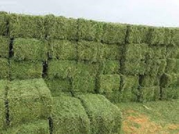 مطلوب شراء برسيم