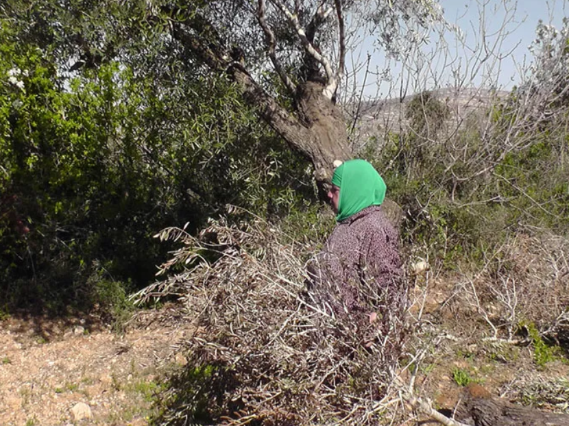 مستوطنون يقطعون 120 شجرة زيتون في كيسان جنوب شرق بيت لحم 
